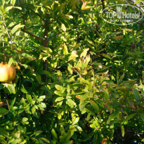 фото из отзыва ID 855686