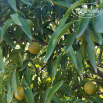 фото из отзыва ID 855686