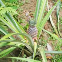 фото из отзыва ID 855883