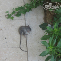 фото из отзыва ID 855953