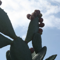 фото из отзыва ID 856637