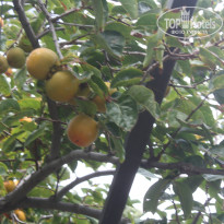 фото из отзыва ID 856637