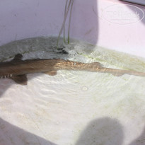 фото из отзыва ID 857564