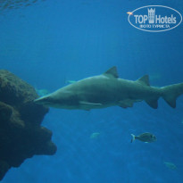 фото из отзыва ID 858308