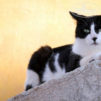 фото из отзыва ID 859159