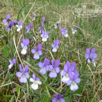 фото из отзыва ID 859955