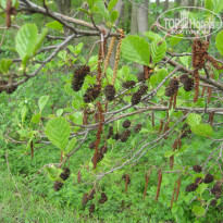 фото из отзыва ID 859955