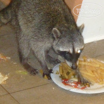 фото из отзыва ID 859961