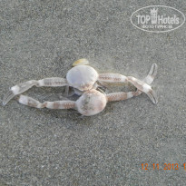 фото из отзыва ID 859197