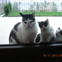 фото из отзыва ID 860606