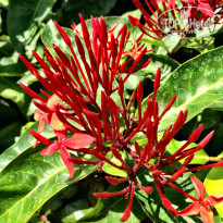 фото из отзыва ID 861596