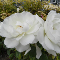 фото из отзыва ID 861306