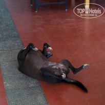 фото из отзыва ID 862564