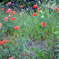 фото из отзыва ID 863104