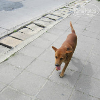 фото из отзыва ID 864409