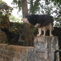 фото из отзыва ID 864668