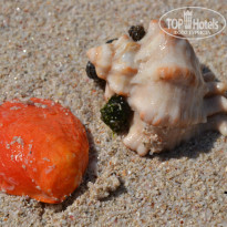 фото из отзыва ID 864768