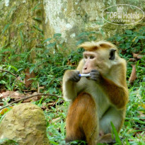 фото из отзыва ID 867753