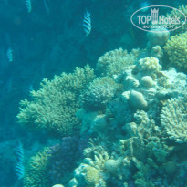 фото из отзыва ID 868762