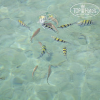 фото из отзыва ID 870765