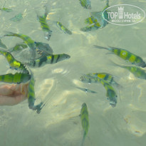 фото из отзыва ID 871211