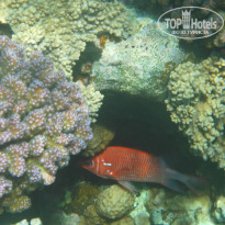 фото из отзыва ID 871222