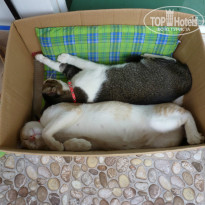 фото из отзыва ID 871932