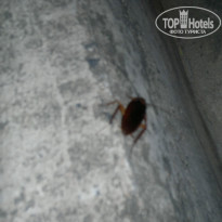 фото из отзыва ID 872444