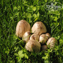 фото из отзыва ID 873503
