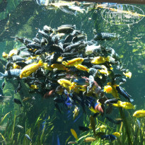 фото из отзыва ID 873684