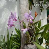 фото из отзыва ID 874472