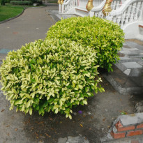 фото из отзыва ID 876492