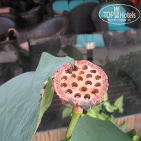 фото из отзыва ID 877169