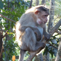 фото из отзыва ID 877148