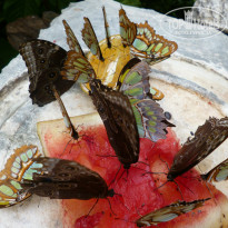 фото из отзыва ID 877415