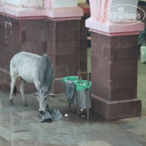 фото из отзыва ID 877893