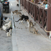 фото из отзыва ID 878743