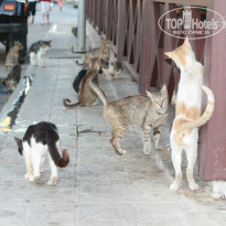 фото из отзыва ID 878743