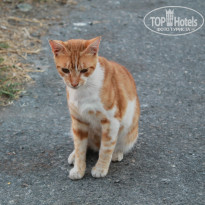 фото из отзыва ID 878743