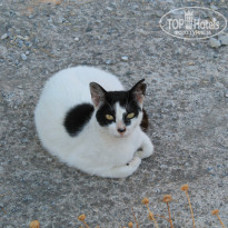 фото из отзыва ID 878743