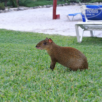 фото из отзыва ID 878071