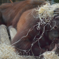 фото из отзыва ID 879187