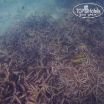 фото из отзыва ID 879390