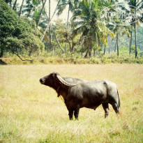 фото из отзыва ID 880617