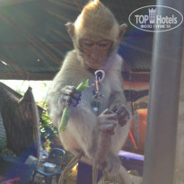 фото из отзыва ID 881453