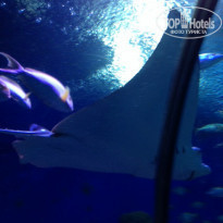 фото из отзыва ID 881453