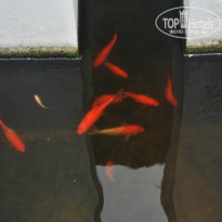 фото из отзыва ID 883901