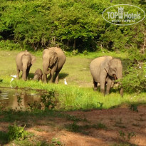 фото из отзыва ID 884537