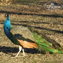 фото из отзыва ID 884887