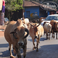 фото из отзыва ID 884670